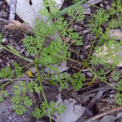 Cotula australis (Common Cotula, Carrot Weed) at Mount Mugga Mugga - 17 Sep 2016 by Mike