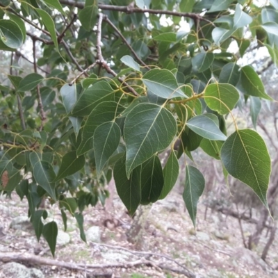 Brachychiton populneus subsp. populneus (Kurrajong) at Mount Mugga Mugga - 17 Sep 2016 by Mike