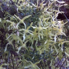 Clematis leptophylla (Small-leaf Clematis, Old Man's Beard) at Mount Mugga Mugga - 17 Sep 2016 by Mike