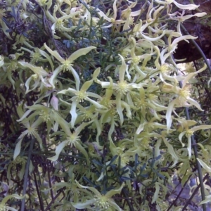 Clematis leptophylla at Symonston, ACT - 17 Sep 2016 03:53 PM