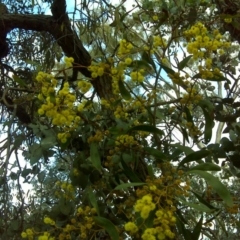 Acacia pycnantha (Golden Wattle) at Mount Mugga Mugga - 17 Sep 2016 by Mike