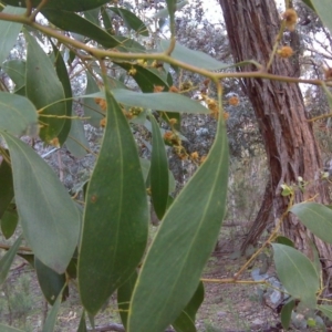 Acacia pycnantha at Symonston, ACT - 17 Sep 2016 04:05 PM