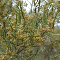 Dodonaea viscosa subsp. angustissima (Hop Bush) at Mount Mugga Mugga - 17 Sep 2016 by Mike