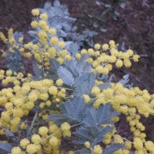 Acacia baileyana at Fadden, ACT - 30 Jul 2016