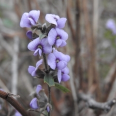 Hovea heterophylla (Common Hovea) at Wanniassa Hill - 29 Jul 2016 by RyuCallaway