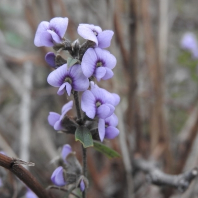 Hovea heterophylla (Common Hovea) at Fadden, ACT - 29 Jul 2016 by RyuCallaway