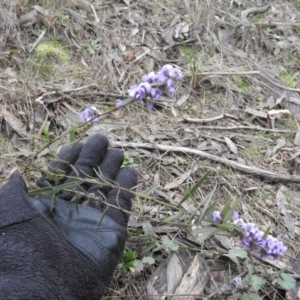 Hovea heterophylla at Fadden, ACT - 30 Jul 2016 07:44 AM