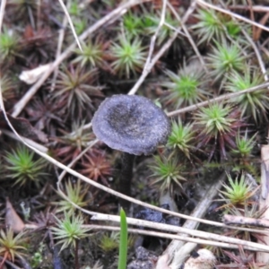 Entoloma sp. at Fadden, ACT - 30 Jul 2016