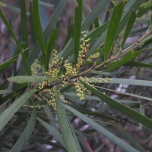 Acacia floribunda at Fadden, ACT - 30 Jul 2016