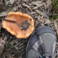 Cortinarius sp. (Cortinarius) at Fadden, ACT - 29 Jul 2016 by RyuCallaway