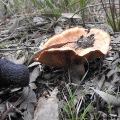 Cortinarius sp. at Fadden, ACT - 30 Jul 2016