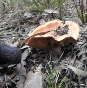 Cortinarius sp. at Fadden, ACT - 30 Jul 2016 07:51 AM