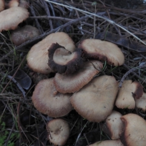 zz agaric (stem; gills white/cream) at Fadden, ACT - 30 Jul 2016