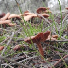 zz agaric (stem; gills white/cream) at Fadden, ACT - 30 Jul 2016 08:30 AM