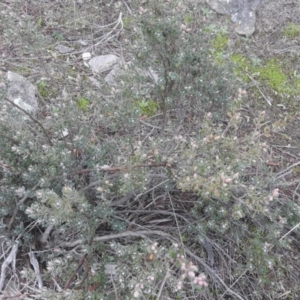 Brachyloma daphnoides at Fadden, ACT - 30 Jul 2016