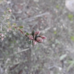 Brachyloma daphnoides at Fadden, ACT - 30 Jul 2016