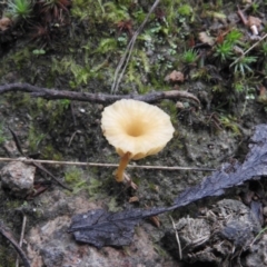 Lichenomphalia chromacea (Yellow Navel) at Wanniassa Hill - 29 Jul 2016 by RyuCallaway