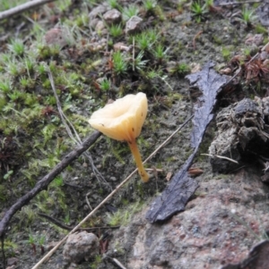 Lichenomphalia chromacea at Fadden, ACT - 30 Jul 2016