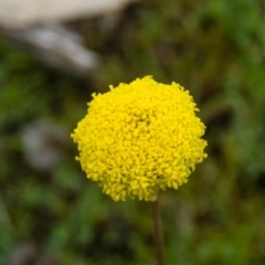 Craspedia variabilis (Common Billy Buttons) at Sutton, NSW - 18 Sep 2016 by CedricBear