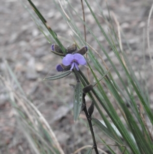 Hovea heterophylla at Fadden, ACT - 30 Jul 2016 08:55 AM