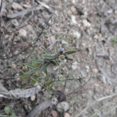 Hovea heterophylla at Fadden, ACT - 30 Jul 2016