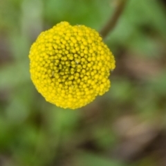 Craspedia variabilis (Common Billy Buttons) at Mulligans Flat - 18 Sep 2016 by CedricBear