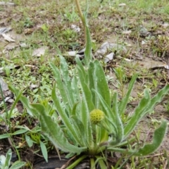 Craspedia variabilis at Gungahlin, ACT - 18 Sep 2016