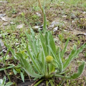 Craspedia variabilis at Gungahlin, ACT - 18 Sep 2016