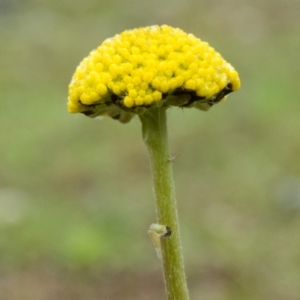 Craspedia variabilis at Gungahlin, ACT - 18 Sep 2016