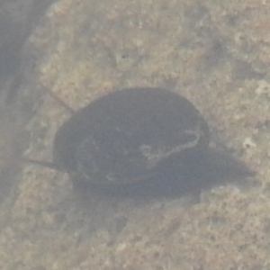 Gastropoda sp. (class) at Wanniassa Hill - 30 Jul 2016