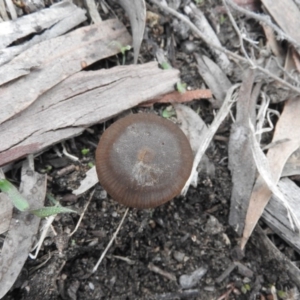 zz agaric (stem; gills not white/cream) at Wanniassa Hill - 30 Jul 2016 10:16 AM