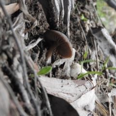 zz agaric (stem; gills not white/cream) at Wanniassa Hill - 30 Jul 2016 10:16 AM