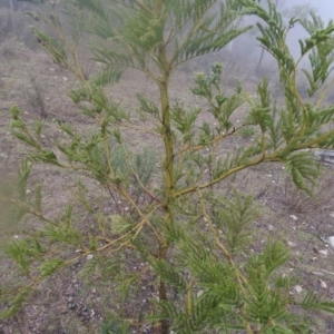 Acacia decurrens at Fadden, ACT - 30 Jul 2016