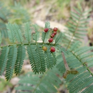 Austroacacidiplosis botrycephalae at Paddys River, ACT - 17 Sep 2016