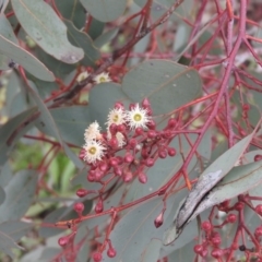 Eucalyptus polyanthemos (Red Box) at Fadden, ACT - 30 Jul 2016 by ArcherCallaway