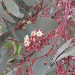 Eucalyptus polyanthemos at Fadden, ACT - 30 Jul 2016