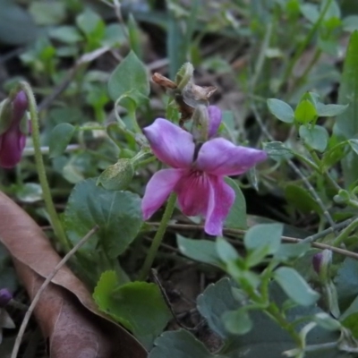 Viola odorata (Sweet Violet, Common Violet) at Fadden, ACT - 31 Jul 2016 by ArcherCallaway