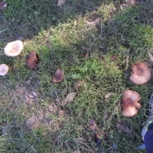 zz agaric (stem; gills white/cream) at Fadden, ACT - 31 Jul 2016