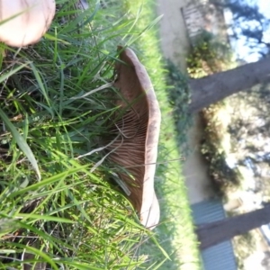 zz agaric (stem; gills white/cream) at Fadden, ACT - 31 Jul 2016