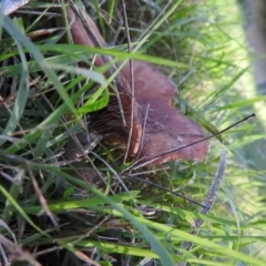 zz agaric (stem; gills white/cream) at Fadden, ACT - 31 Jul 2016