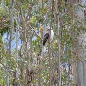 Dacelo novaeguineae at Paddys River, ACT - 17 Sep 2016