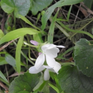 Viola odorata at Fadden, ACT - 6 Aug 2016 09:29 AM