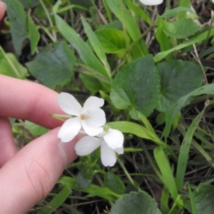 Viola odorata at Fadden, ACT - 6 Aug 2016 09:29 AM