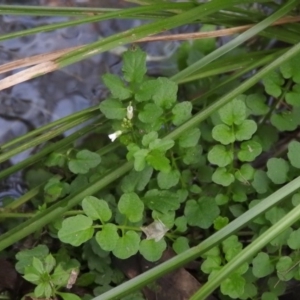 Rorippa nasturtium-aquaticum at Fadden, ACT - 6 Aug 2016