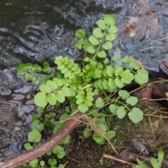 Rorippa nasturtium-aquaticum (Watercress) at Fadden, ACT - 6 Aug 2016 by ArcherCallaway