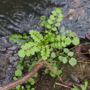 Rorippa nasturtium-aquaticum at Fadden, ACT - 6 Aug 2016