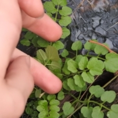 Rorippa nasturtium-aquaticum at Fadden, ACT - 6 Aug 2016