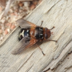 Microtropesa sp. (genus) (Tachinid fly) at Fadden, ACT - 6 Aug 2016 by ArcherCallaway