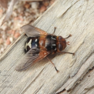 Microtropesa sp. (genus) (Tachinid fly) at Fadden, ACT - 5 Aug 2016 by ArcherCallaway