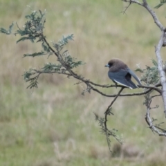 Artamus cyanopterus cyanopterus (Dusky Woodswallow) at Mulligans Flat - 18 Sep 2016 by CedricBear